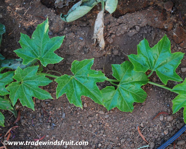 معرفی و راهنمای پرورش درختان میوه - خیار مَشک